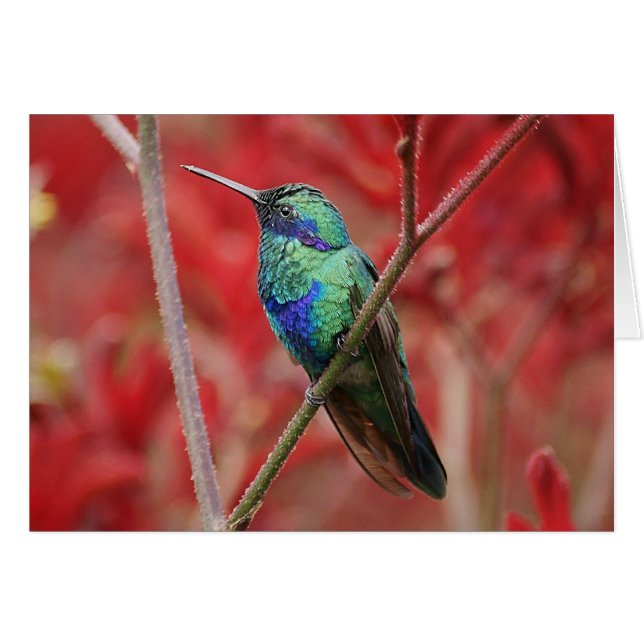 Brillo irlandés (Anverso (Horizontal))