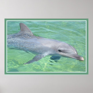 brillo premium de impresión de delfín