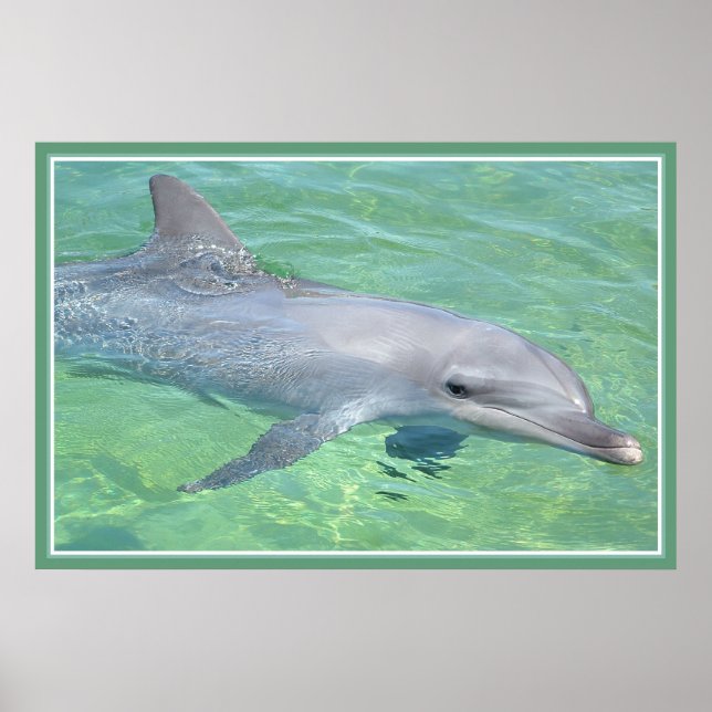 brillo premium de impresión de delfín (Frente)