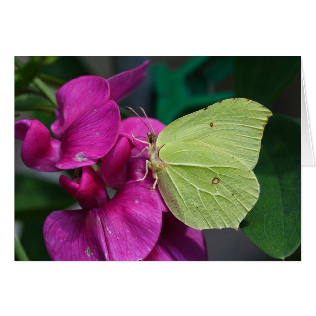 Brimstone (Anverso (Horizontal))