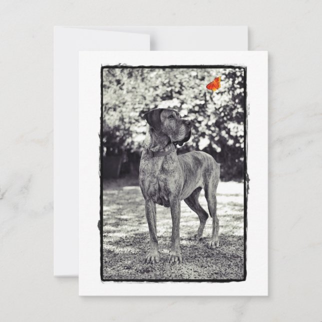 Brindel Dane Helia (Anverso)