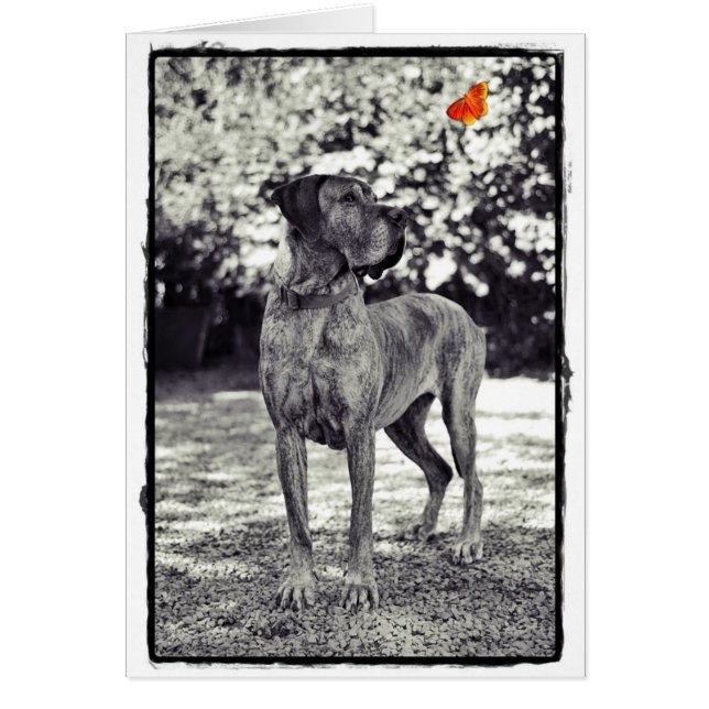 Brindel Dane Helia (Frente)