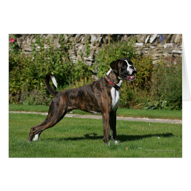 Brindle Boxer Dog Show Stance (Anverso (Horizontal))