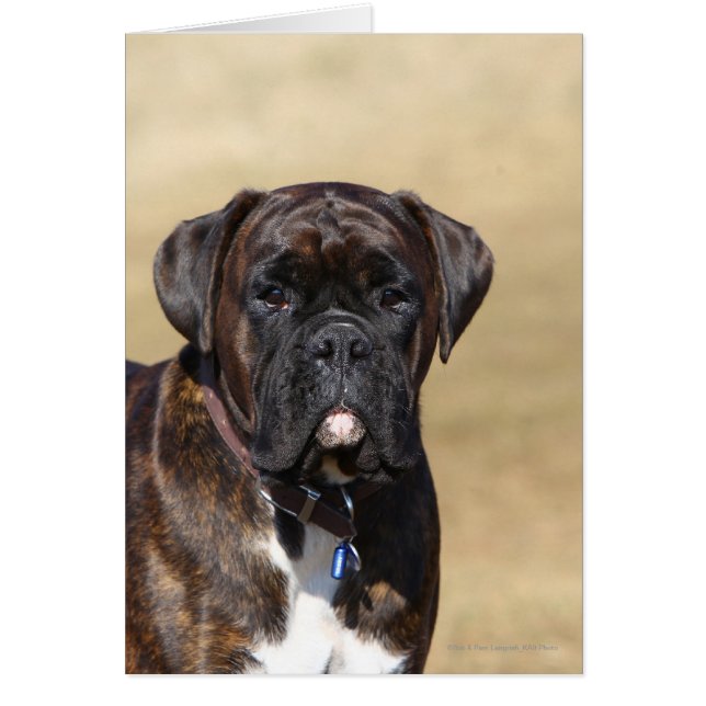 Brindle Boxer Dog Standing (Frente)