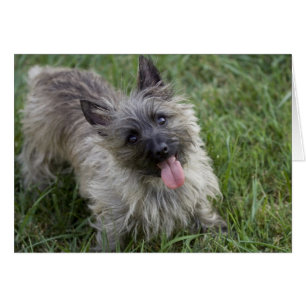Brindle Cairn Terrier Card