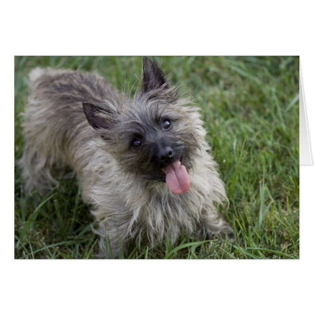 Brindle Cairn Terrier Card (Anverso (Horizontal))