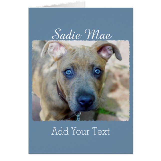 Brindle Pit Bull con una foto de Shirley Taylor (Frente)