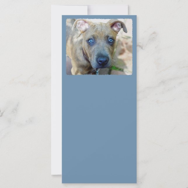 Brindle Pit Bull con una foto de Shirley Taylor (Anverso)