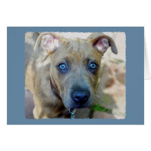 Brindle Pit Bull con una foto de Shirley Taylor