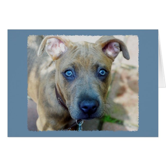 Brindle Pit Bull con una foto de Shirley Taylor (Anverso (Horizontal))