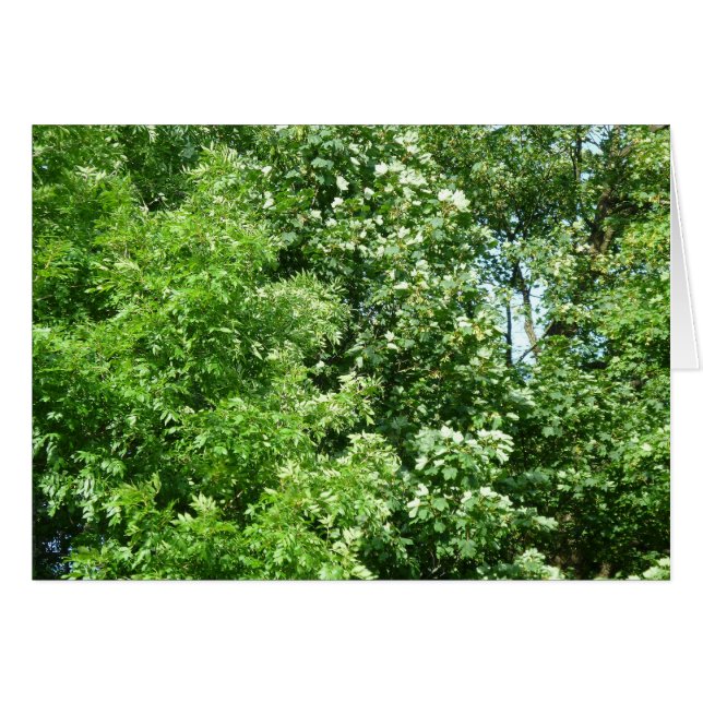 Brisa de verano (Anverso (Horizontal))