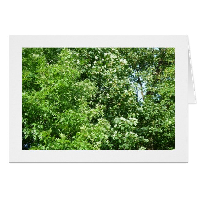 Brisa de verano (Anverso (Horizontal))