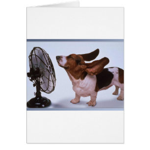 Brisa - Perro y ventilador
