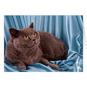 British Shorthair, azul