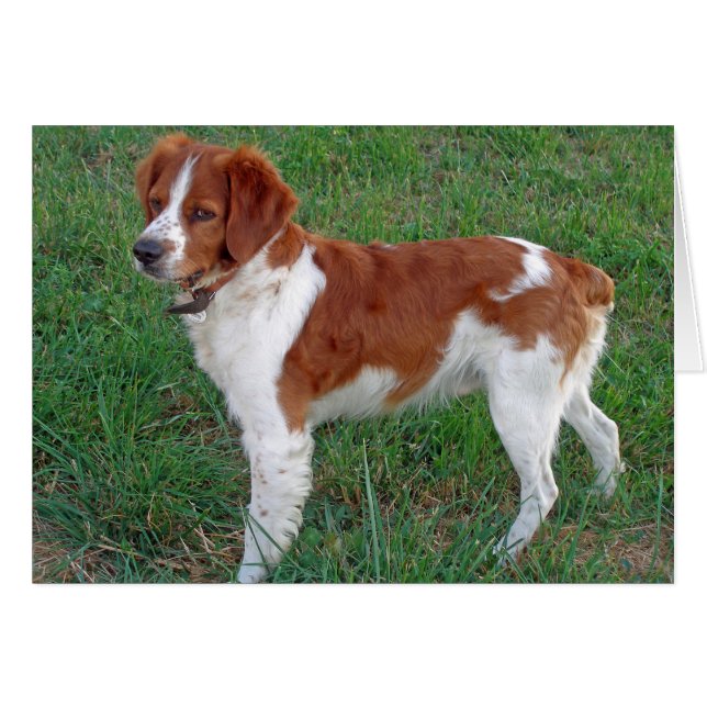 Brittany Spaniel (Anverso (Horizontal))
