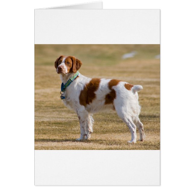 brittany-spaniel full.png (Frente)