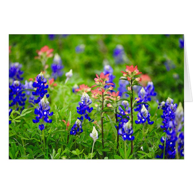 Brocha india y Bluebonnets (Anverso (Horizontal))