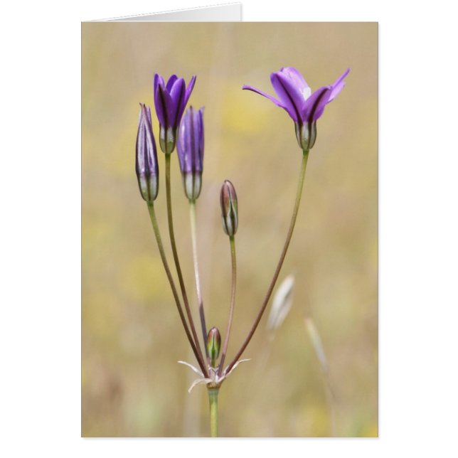 Brodiaea, en blanco (Frente)