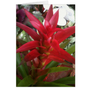 Bromeliad, rojo