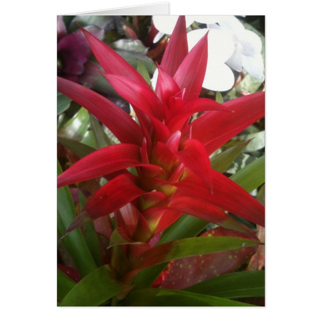 Bromeliad, rojo (Frente)