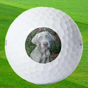Brooklyn, el perro de Weimaraner, las bolas de gol