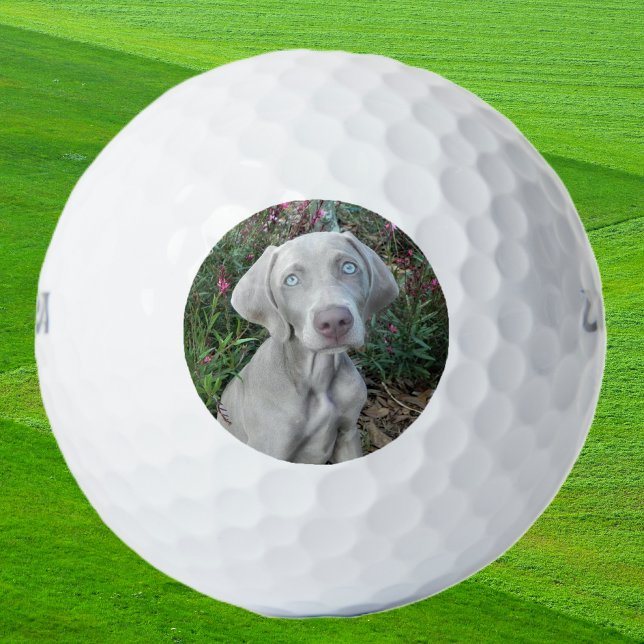 Brooklyn, el perro de Weimaraner, las bolas de gol (brookie ball)