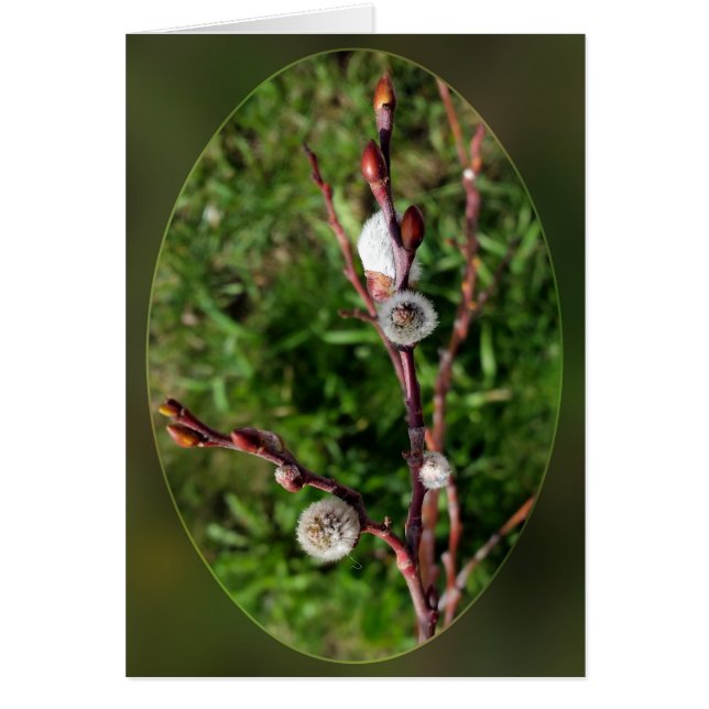 brote de calabazas (Frente)