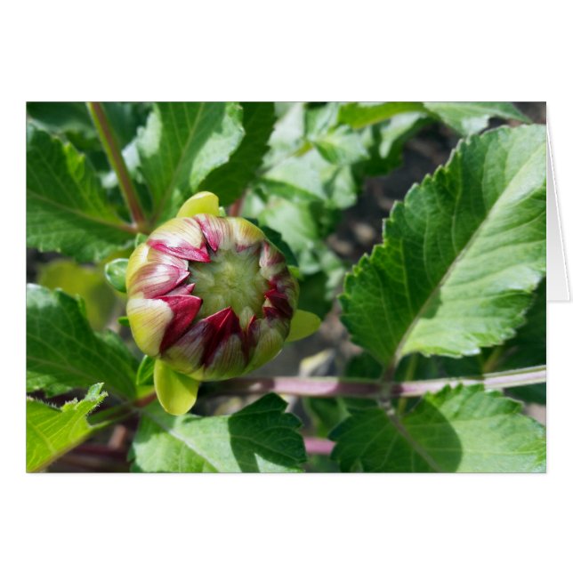 brote de otoño (Anverso (Horizontal))