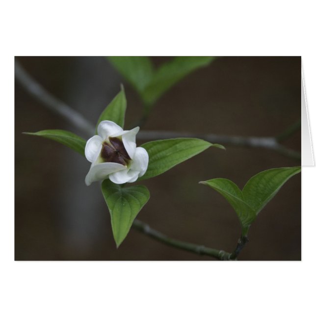 Brote del Dogwood (Anverso (Horizontal))