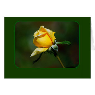 Brote del rosa amarillo
