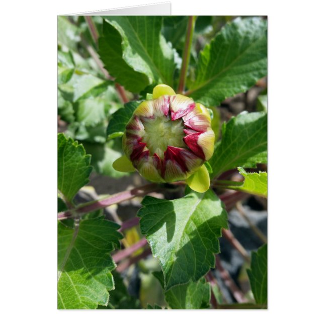 brote en otoño (Frente)