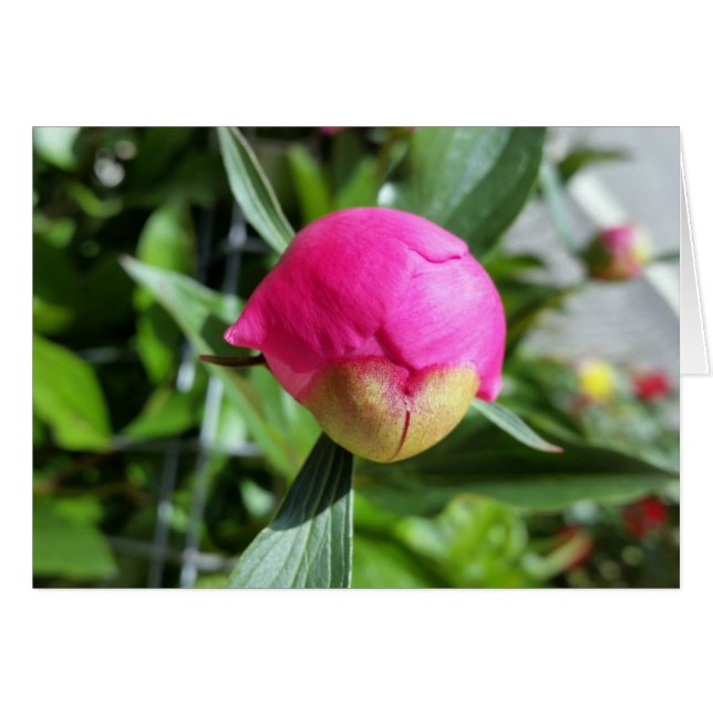 brote rosa profundo (Anverso (Horizontal))