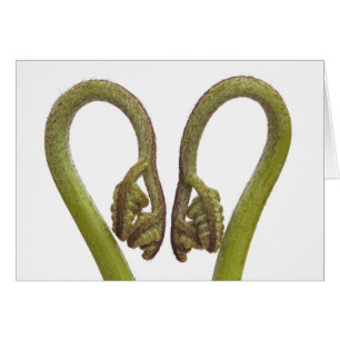 Brotes 2 del helecho