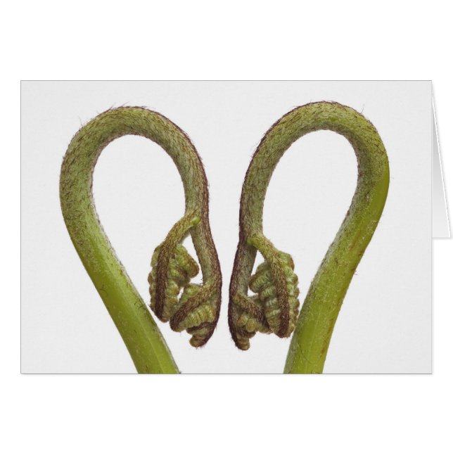 Brotes 2 del helecho (Anverso (Horizontal))