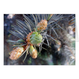 brotes de abdomen de primavera