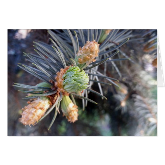 brotes de abdomen de primavera (Anverso (Horizontal))