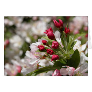 Brotes de Crabapple