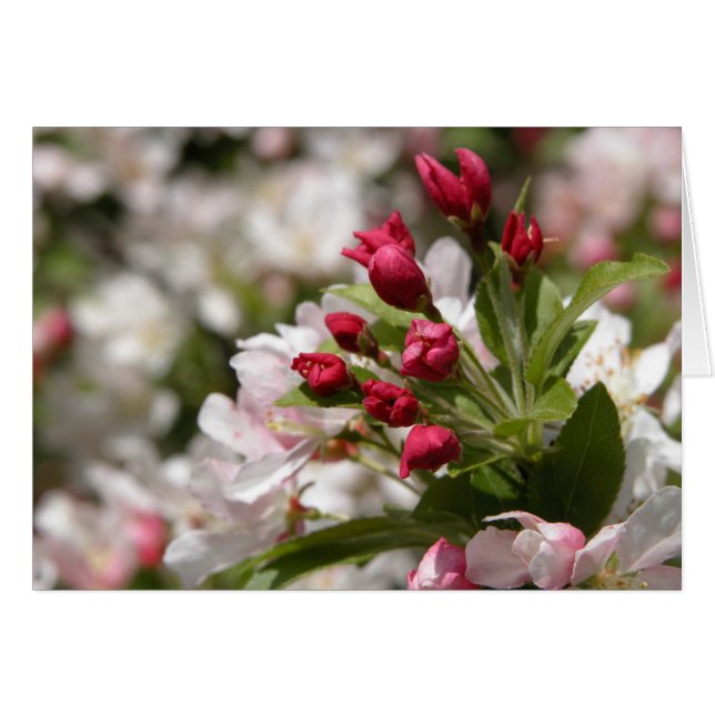 Brotes de Crabapple (Anverso (Horizontal))
