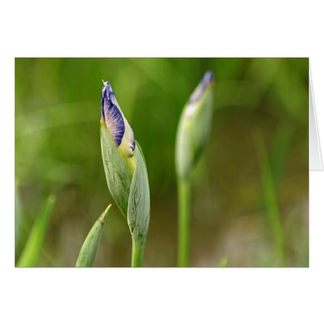 Brotes del iris (Anverso (Horizontal))