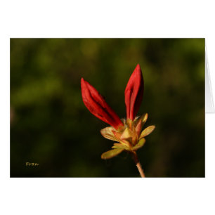 brotes rojos