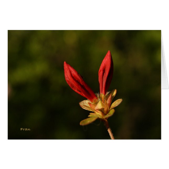 brotes rojos (Anverso (Horizontal))