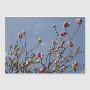 Brotes rosados de la magnolia