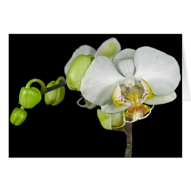 Brotes Y Flores (Anverso (Horizontal))