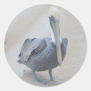Brown Pelican #2 Pegatinas