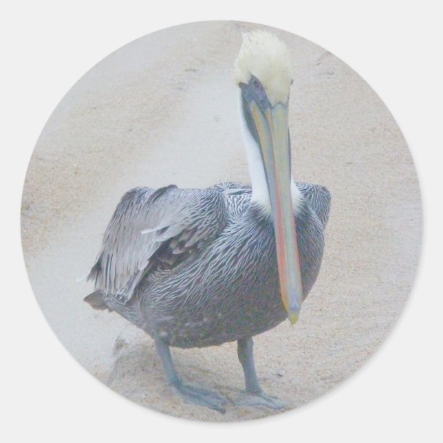 Brown Pelican #2 Pegatinas (Anverso)