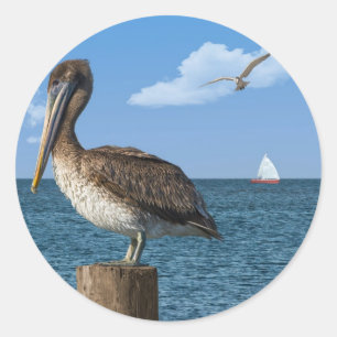 Brown Pelican en un Pegatina de Post