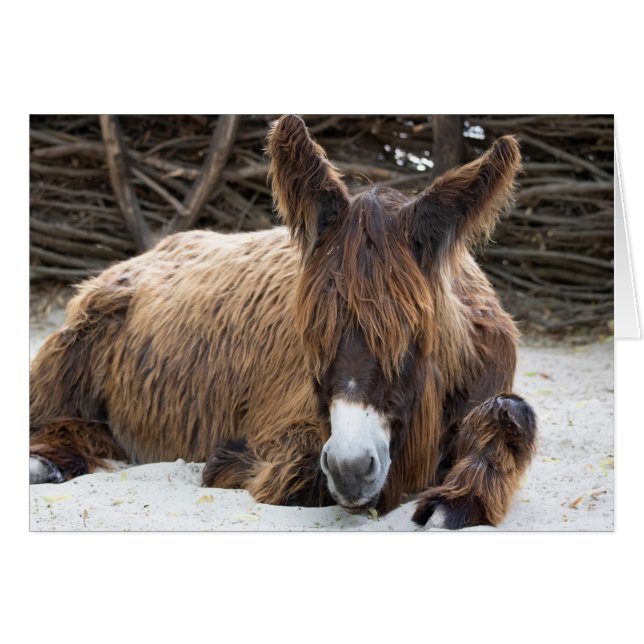 Brown Poitou Donkey (Anverso (Horizontal))