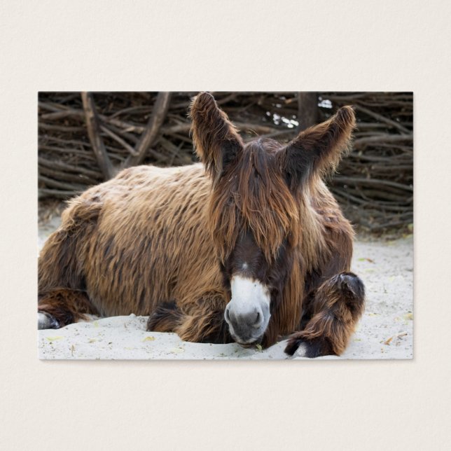 Brown Poitou Donkey (Frente)