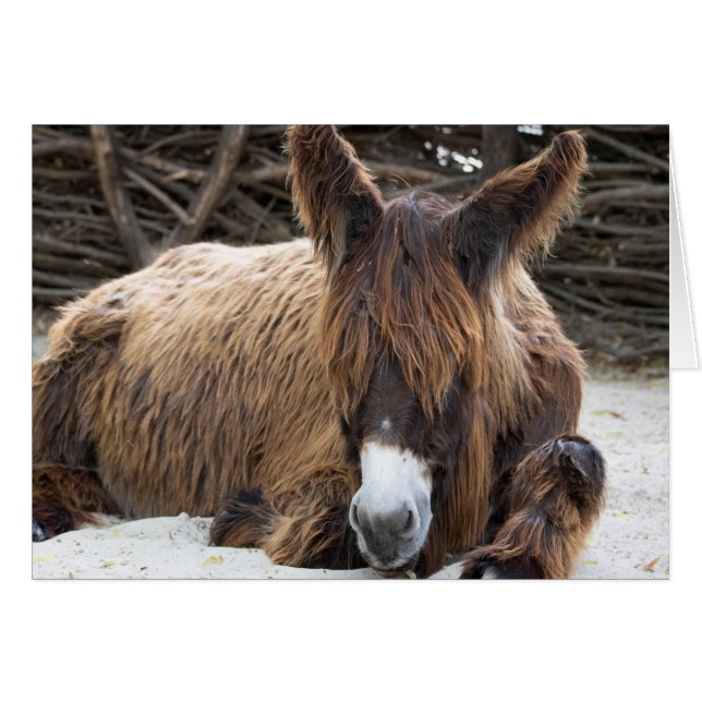 Brown Poitou Donkey (Anverso (Horizontal))