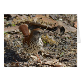 Brown Thrasher